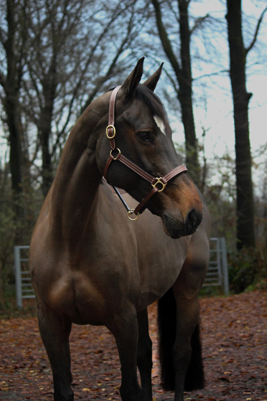 Classic brown halter