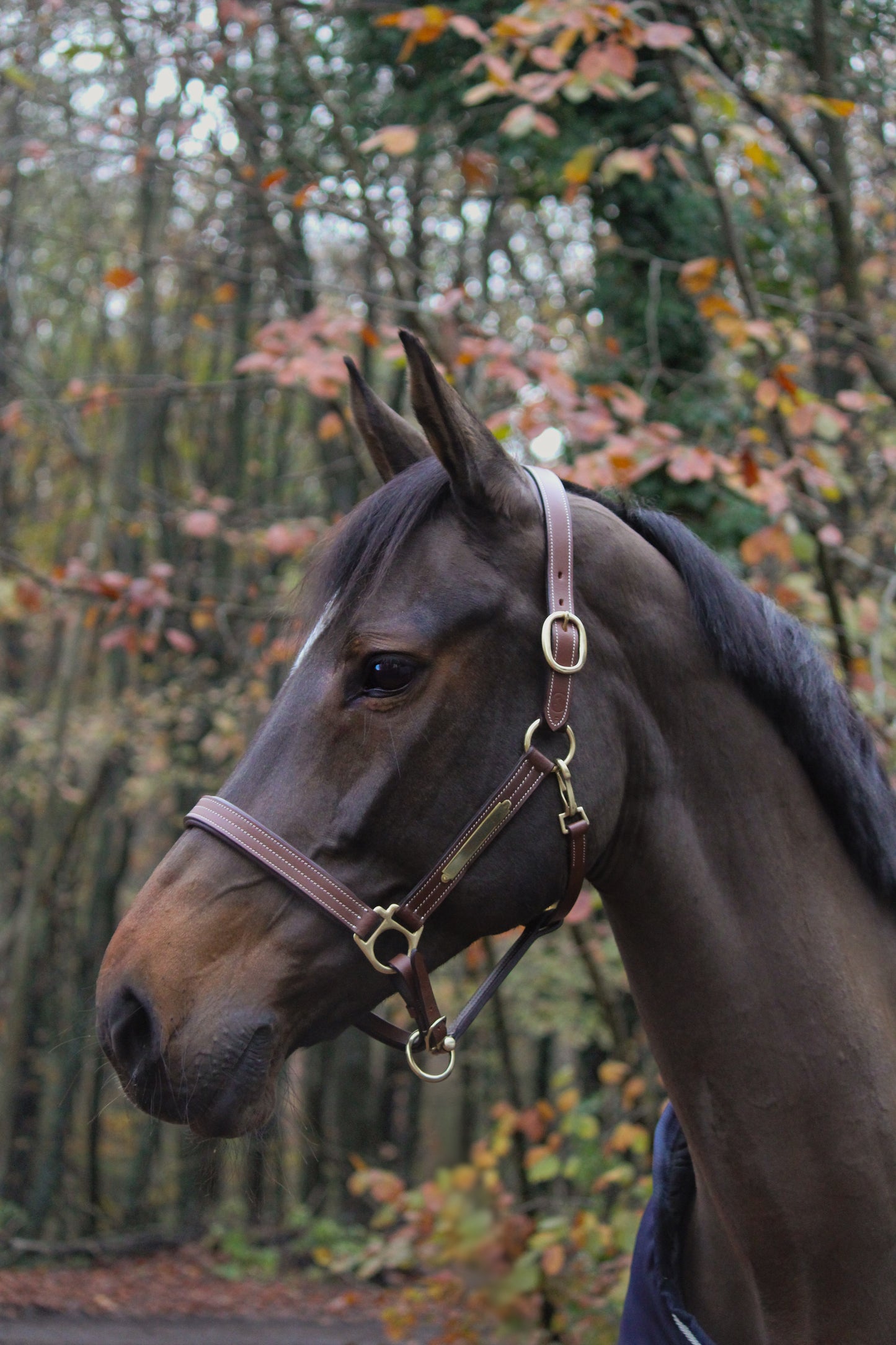 Classic brown halter